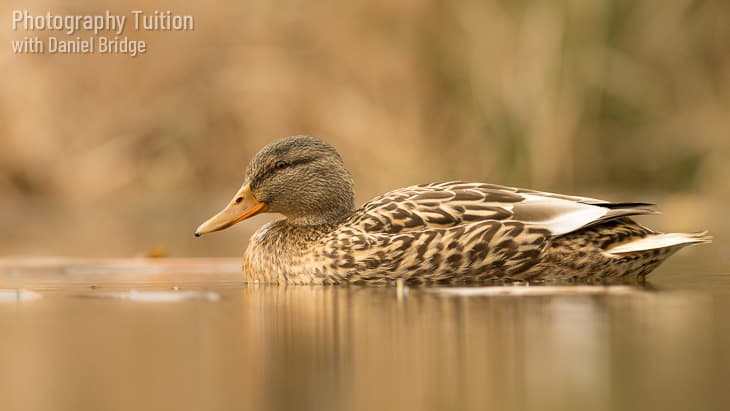 A duck on water, shot from low level, an example of the composition ideas discussed during the Composition and Light photography workshop