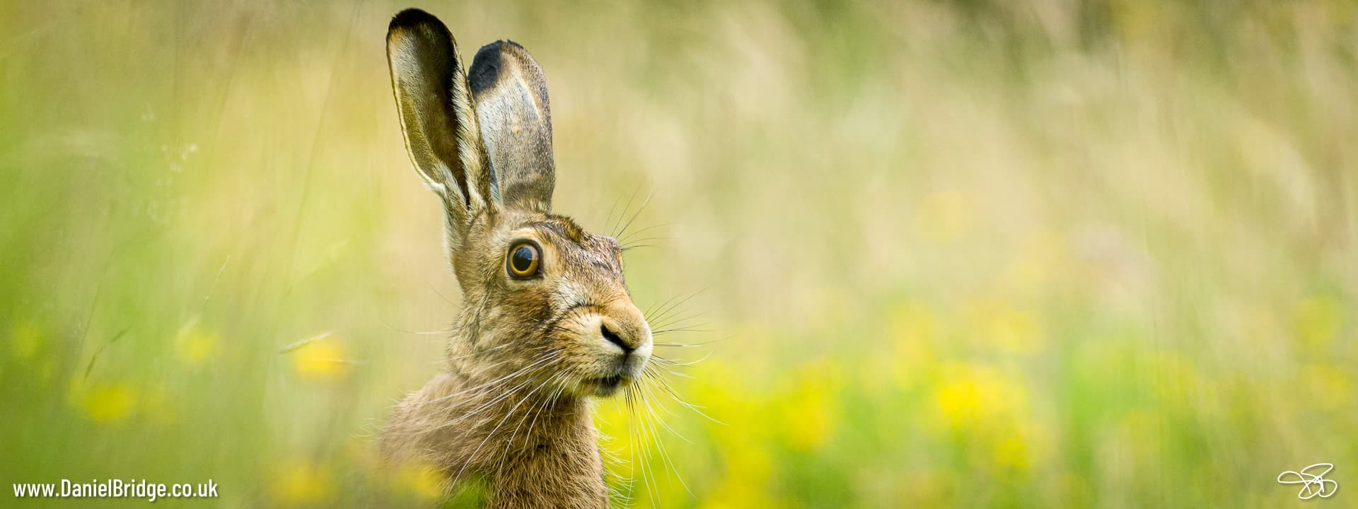 Brown Hare in Meadow