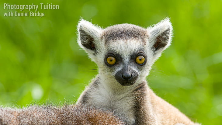 Marli the baby Ring-tailed Lemur at Call Of The Wild Zoo, South Woodham Ferrers, Essex